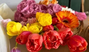 チューリップ アイコン八重