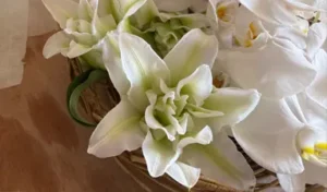 オリエンタルリリー アイシャ